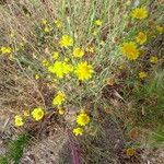 Senecio gallicus flower picture by Vanesa Mayo (cc-by-sa)