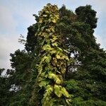 Epipremnum pinnatum habit picture by Christophe Cerutti (cc-by-sa)