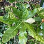 Fatsia japonica leaf picture by Sibil Little (cc-by-sa)