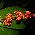 Ardisia wedelii flower picture by Nelson Zamora Villalobos (cc-by-nc)