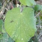 Abutilon grandifolium leaf picture by Trap Hers (cc-by-sa)