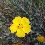 Cistus halimifolius flower picture by Prieta Javier (cc-by-sa)