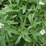 Lobularia maritima leaf picture by Pereira Jorge (cc-by-sa)