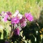 Cirsium monspessulanum flower picture by Prieta Javier (cc-by-sa)