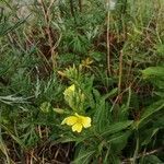 Oenothera biennis flower picture by Will Will Roestenburg (cc-by-sa)