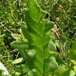 Cirsium tuberosum leaf picture by Béatrice Parent (cc-by-sa)