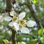 Pyrus spinosa flower picture by Francois Mansour (cc-by-sa)