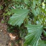 Caryota mitis leaf picture by Fk Alexander (cc-by-sa)