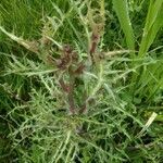 Cirsium arvense leaf picture by Stefanoc Stefano (cc-by-sa)