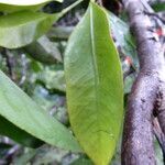 Anthurium gracile leaf picture by Gabriel Ollivier (cc-by-sa)