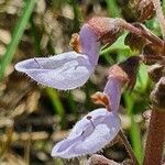 Plectranthus xylopodus flower picture by susan brown (cc-by-sa)