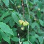 Euonymus verrucosus fruit picture by Julia (cc-by-sa)