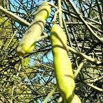 Prosopis kuntzei fruit picture by Trap Hers (cc-by-sa)