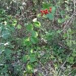 Lonicera etrusca habit picture by Catherine Bouvard (cc-by-sa)