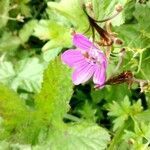 Geranium palustre fruit picture by Manuel Nieto (cc-by-sa)