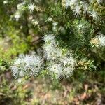 Kunzea ambigua flower picture by Elise Cooke (cc-by-sa)