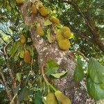 Artocarpus heterophyllus flower picture by Antonele Marcia (cc-by-sa)