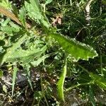 Leucanthemum ircutianum leaf picture by Patrice Bracquart (cc-by-sa)