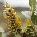 Salix lanata flower picture by Szabolcs Frater (cc-by-sa)