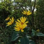 Helianthus tuberosus flower picture by Jürgen Jürgen Schäfer (cc-by-sa)