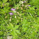 Geranium phaeum habit picture by Martin Bishop (cc-by-sa)