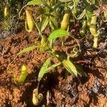 Nepenthes vieillardii habit picture by Jenny Le Corvaisier (cc-by-sa)