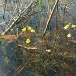 Utricularia vulgaris habit picture by Daniel Bourget (cc-by-sa)