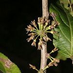 Casearia arguta fruit picture by Nelson Zamora Villalobos (cc-by-nc)