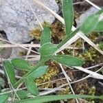 Polygala calcarea leaf picture by Jean-François Baudin (cc-by-sa)