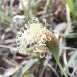 Porophyllum lanceolatum flower picture by Trap Hers (cc-by-sa)