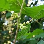 Frangula alnus flower picture by Alan Falloon (cc-by-sa)