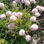 Armeria ruscinonensis flower picture by Jean-Marc Vanel (cc-by-sa)