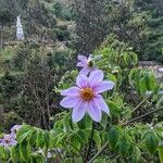 Dahlia imperialis flower picture by Lemaire Romain (cc-by-sa)