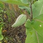 Asclepias amplexicaulis fruit picture by Tom Crites (cc-by-sa)