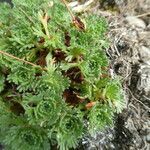 Saxifraga pubescens habit picture by Llandrich anna (cc-by-sa)