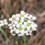 Lepidium graminifolium flower picture by Diego Alex (cc-by-sa)