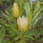 Protea repens flower picture by Yves Clara (cc-by-sa)