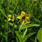 Lysimachia lanceolata flower picture by Mykala Spangler (cc-by-sa)