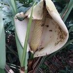 Monstera deliciosa flower picture by Shehadi Ramiz (cc-by-sa)