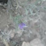 Echium trygorrhizum flower picture by Daoudi Belkacem (cc-by-sa)