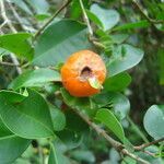 Eugenia speciosa fruit picture by Renato Lima (cc-by-nc-sa)