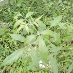 Vitex negundo leaf picture by Vikram Kumar (cc-by-sa)