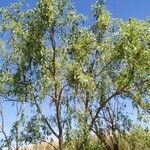 Salix alba habit picture by Jon Ander Laga (cc-by-sa)