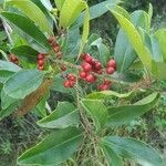 Ilex cassine fruit picture by Emily Banana (cc-by-sa)