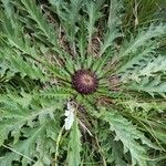 Carlina acanthifolia leaf picture by fly mac (cc-by-sa)