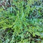 Rumex conglomeratus fruit picture by Anais Iafrate (cc-by-sa)