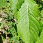 Prunus padus leaf picture by Nina Cabanau (cc-by-sa)