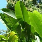 Heliconia caribaea leaf picture by Daniel Barthelemy (cc-by-sa)