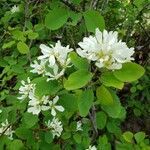 Amelanchier alnifolia flower picture by Susan Graham (cc-by-sa)