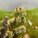 Alchemilla nivalis flower picture by Fabien Anthelme (cc-by-sa)